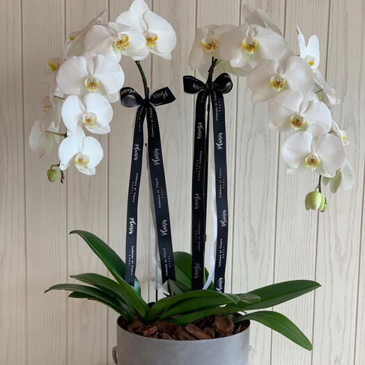 Orchidées Double Cloche dans Boîte en Velours Gris