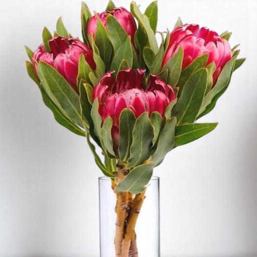 Premium roses (11pis)