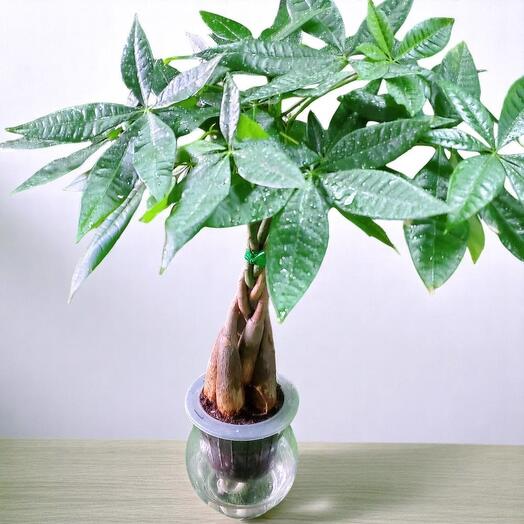 Пышная безмятежность