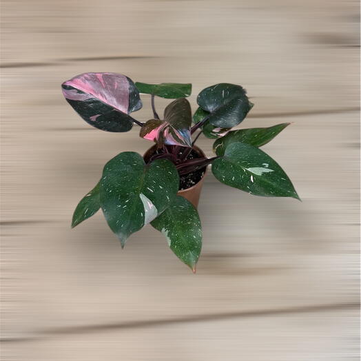 Philodendron Pink Princess