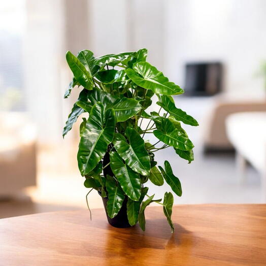 Philodendron Burle Marxii