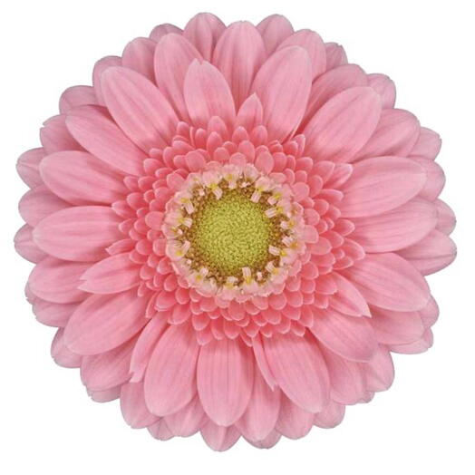 Gerbera Pink