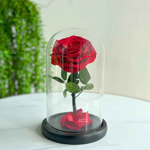 Forever Preserved Red Rose