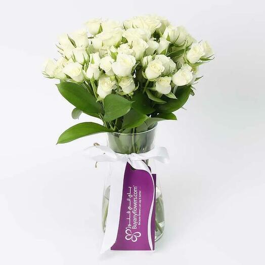 Peace 11 White Baby Roses