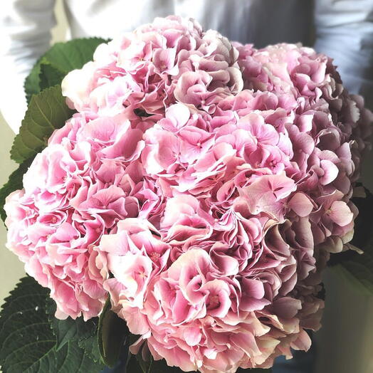 Pink Hydrangea Bundle