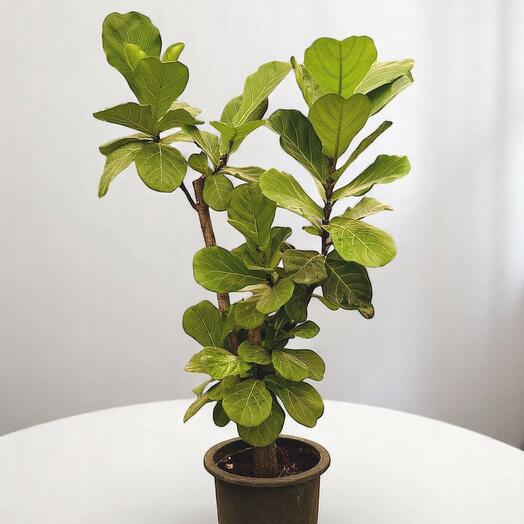 Фикус лирата многоствольный