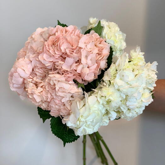 Beach and White Hydrenga