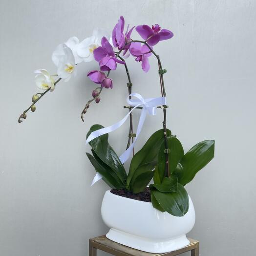 Luxury Orchid Arrangement | White   Purple Phalaenopsis Duo | Same-Day Dubai Flowers