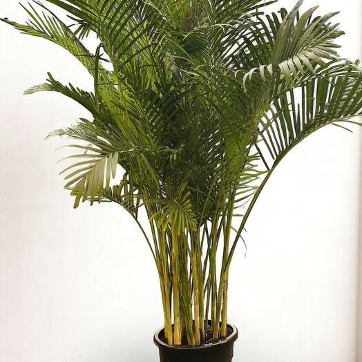 Пальма арека 2м