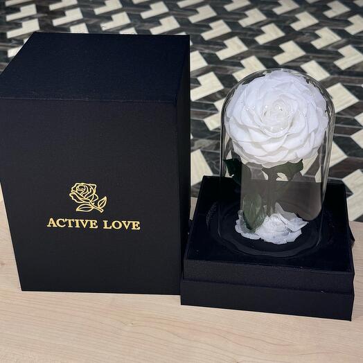 Single White  Forever Rose