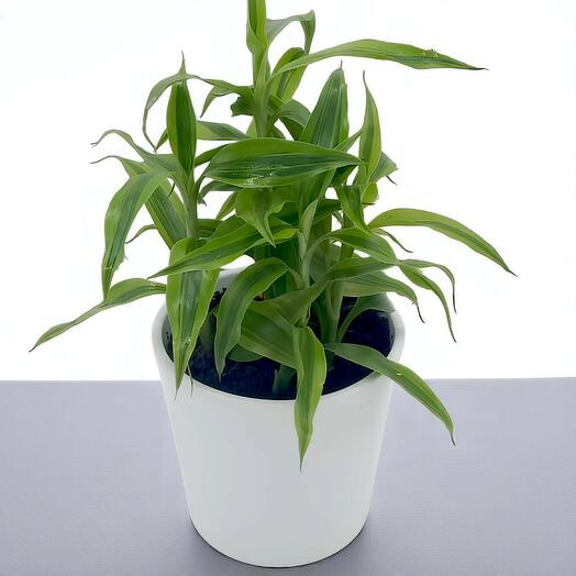 Драцена Сандериана Голд (бамбук счастья)  Садовый центр Acacia