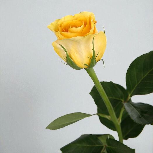 Yellow rose single