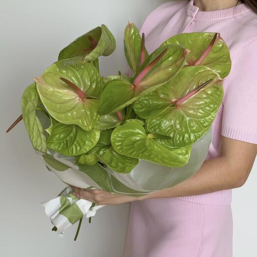 Anturios verdes (15 unidades)