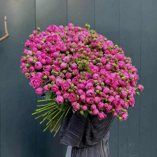 Piones bebe rose 101pis (60sm)