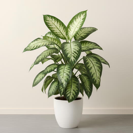 Диффенбахия растение