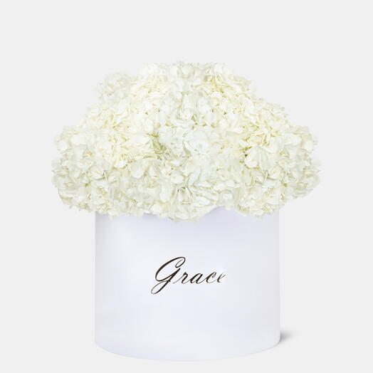 White Hydrangea in Extra-Large in box