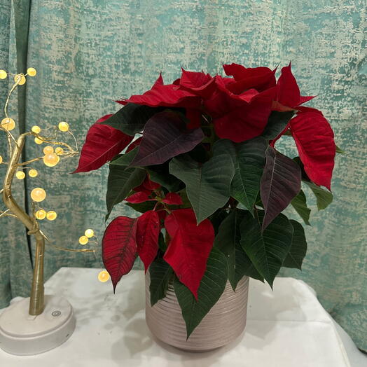 Festive Christmas Poinsettia in Decorative Pot – Vibrant Holiday Gift Plant
