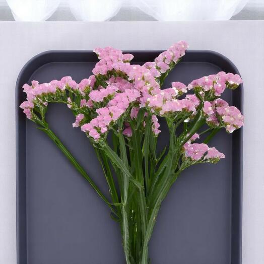 زهرة ستاتيس وردية – لكل ساق