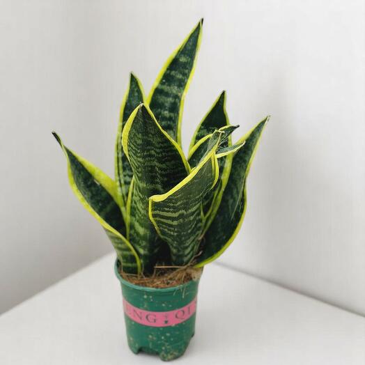 Сансевиерия трифасциата (тёщин язык)