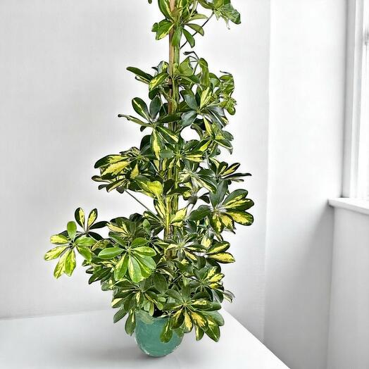 Schefflera Arboricola, Gold Capella