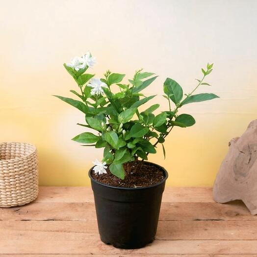 Jasmine Sambac 40-50CM (1x10 Pack)