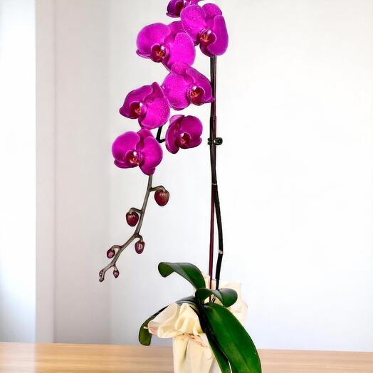 Королевская розовая орхидея | Элегантная орхидея фаленопсис в стеклянной вазе | Долговечный подарок для домашнего и офисного декора