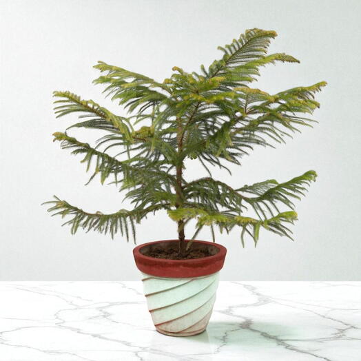 Араукария разнолистная