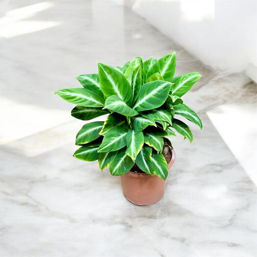 Syngonium Black Velvet