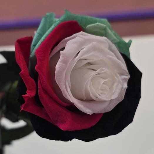 UAE Flag Rose Ecuador