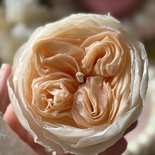 English Rose Juliet Candle