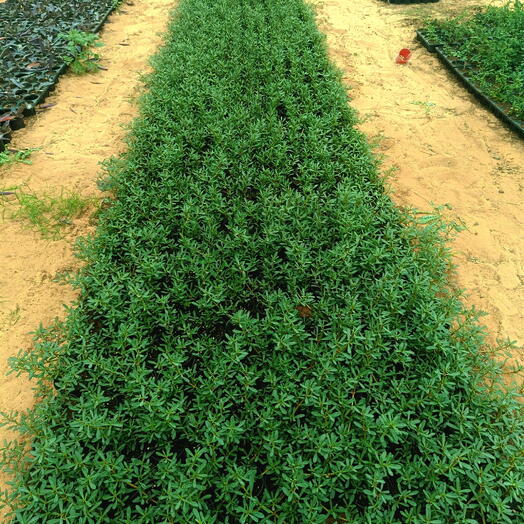 Sesuvium Red 10-20CM (1x50 Pack)