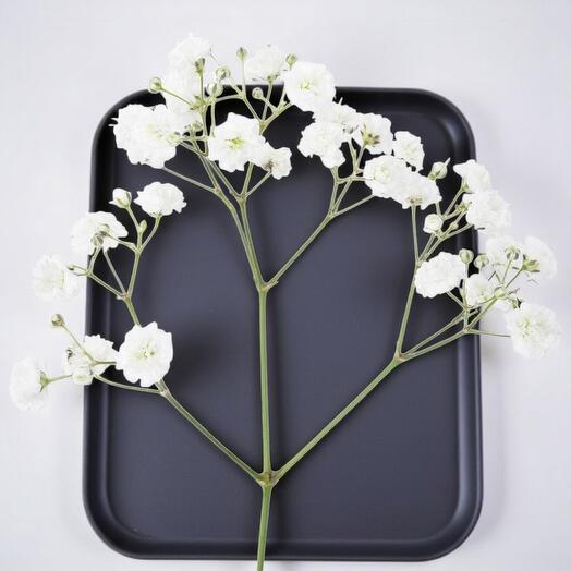 Baby s Breath (Gypsophila) – Elegant White Spray for Bouquets and Decoration