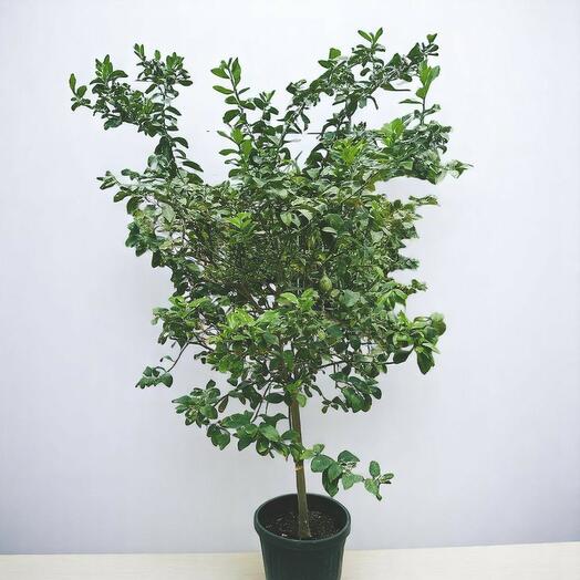 Цитрусовый лимон 2 м