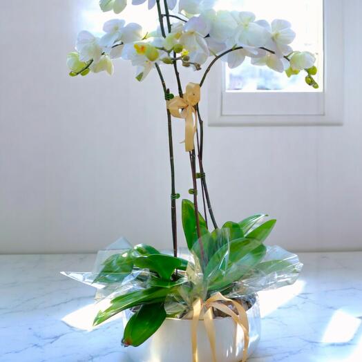 Elegant White Orchid Trio in Ceramic Pot – Triple Stem Phalaenopsis Orchid Arrangement