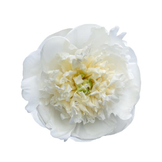 Peony white per stem