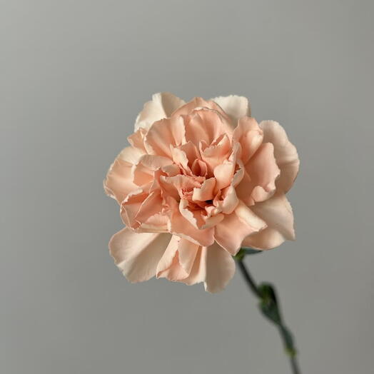 قرنفل خوخي (Dianthus Caryophyllus)