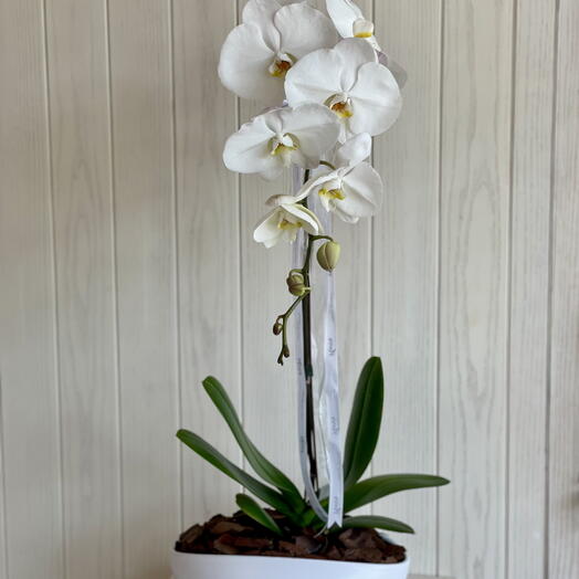 Одна орхидея в белой овальной вазе