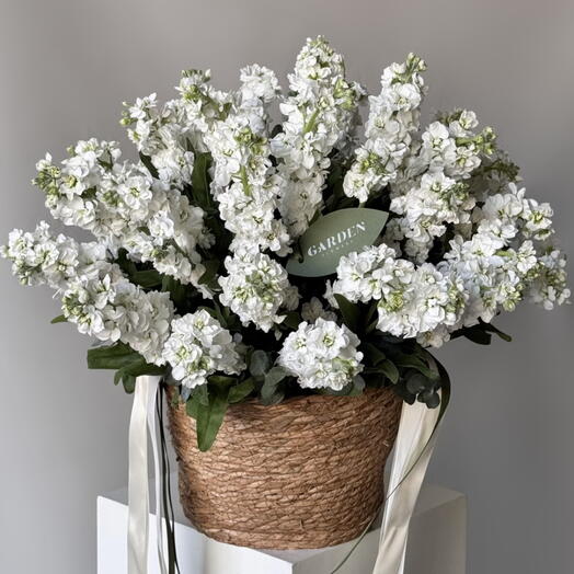 Basket of white matthiola (size S)