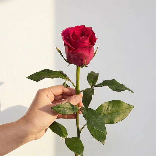 Rose fuchsia – Tige unique haut de gamme 50cm