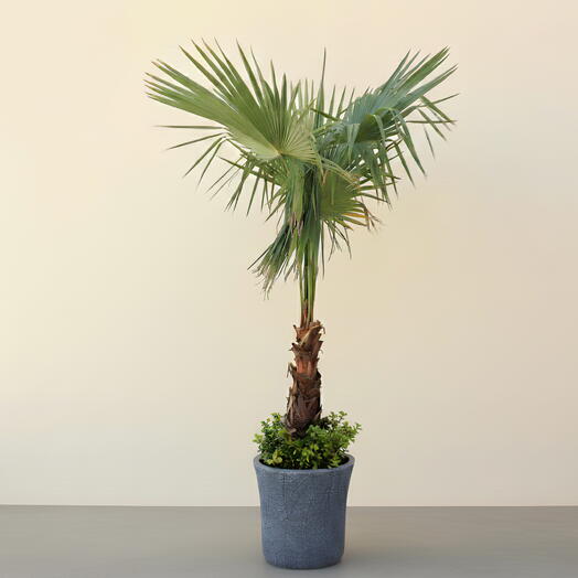 Вашингтония