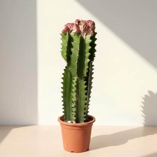 Кактус Молочай