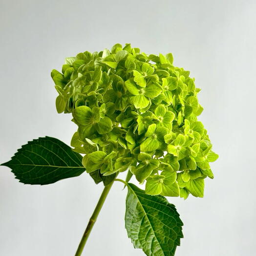 هيدرانجيا خضراء مقطوفة طازجة