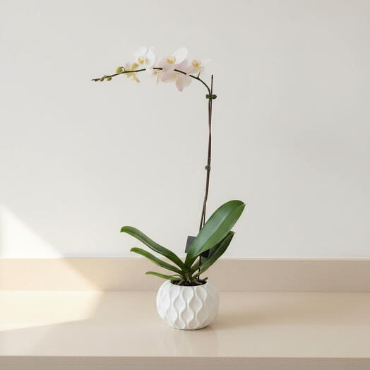 White Orchid Plant/Any Ceramic Pot