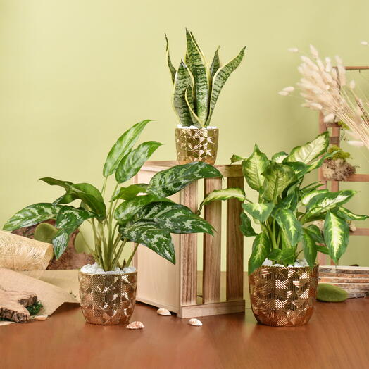 Collection de plantes dépolluantes en pot doré