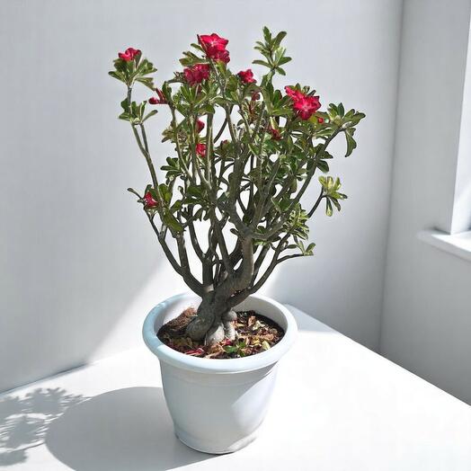 Адениум обесум