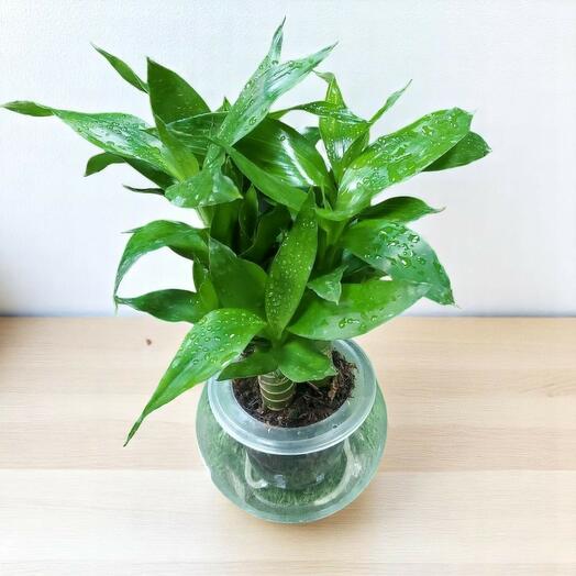 Счастливый бамбук