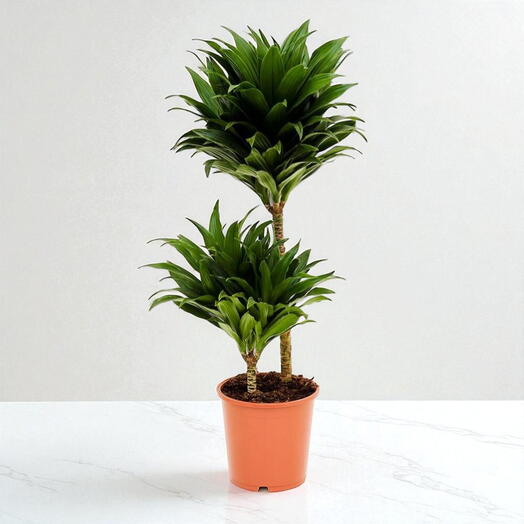 Драконово дерево