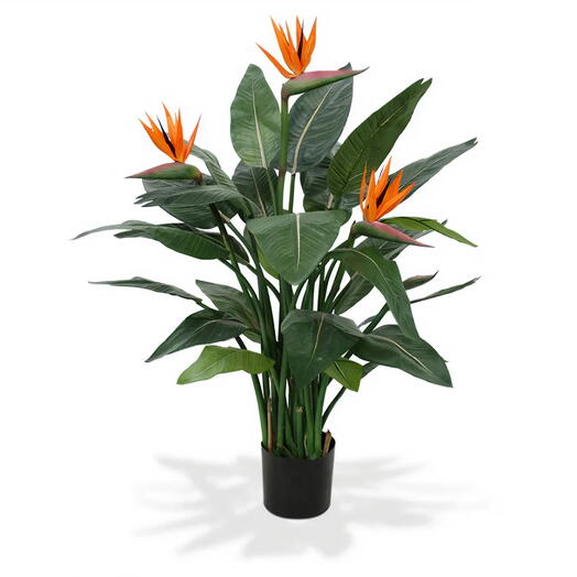 Bird Of Paradise- Potted plant