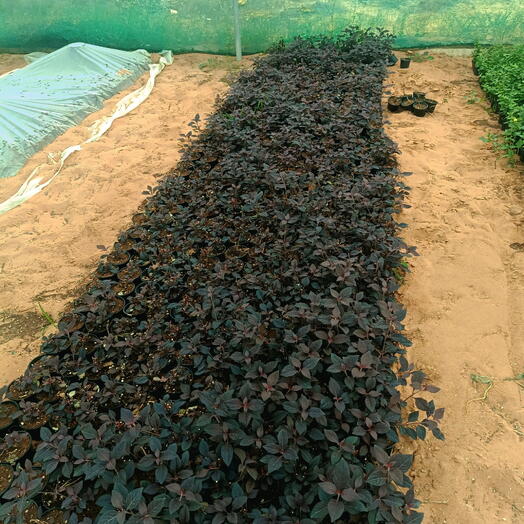 Iresene 10-20CM (1x50 Pack)