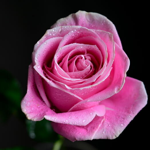 Roses roses de jardin 0711